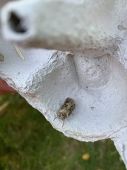 Agrotis clavis