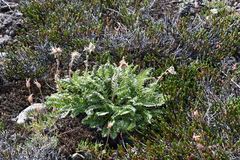 Geum glaciale