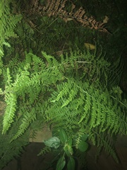 Dennstaedtia punctilobula