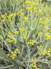 Euphorbia aphylla image
