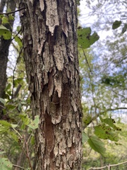 Crataegus mollis