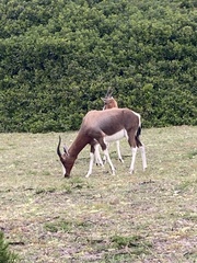 Damaliscus pygargus pygargus