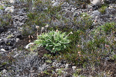Geum glaciale