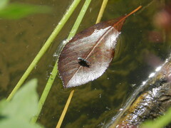 Neogerris hesione