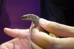 Pholidobolus vertebralis