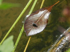 Neogerris hesione