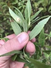 Asteromyia carbonifera