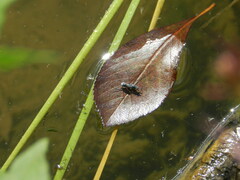 Neogerris hesione