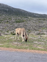 Tragelaphus oryx oryx