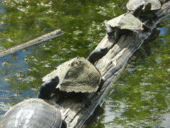 Graptemys pseudogeographica