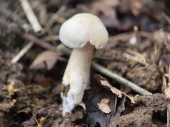 Hygrophorus eburneus