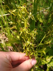 Habenaria novemfida