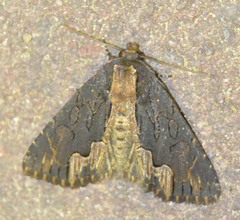 Dypterygia scabriuscula