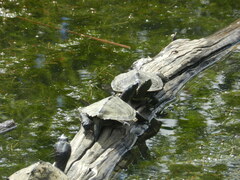 Graptemys pseudogeographica