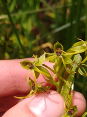 Habenaria novemfida