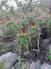 Echinocereus enneacanthus enneacanthus
