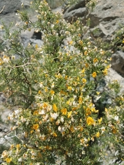 Adesmia microphylla