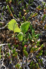 Endocellion glaciale