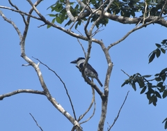 Notharchus hyperrhynchus