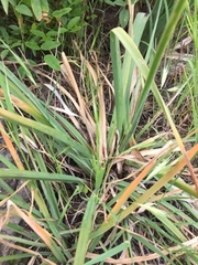 Anthericum