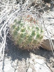 Eriosyce curvispina