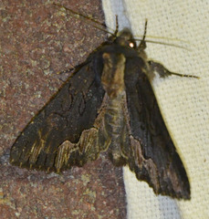 Dypterygia scabriuscula