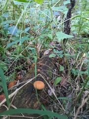 Gymnopilus luteus