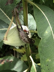 Leiobunum