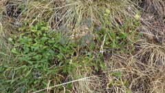 Sideritis hyssopifolia