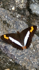 Adelpha