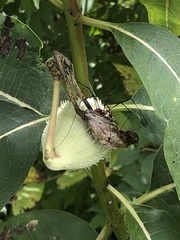 Leiobunum
