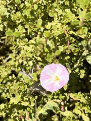 Calystegia occidentalis