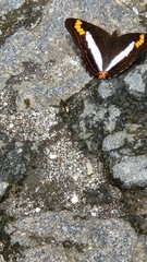 Adelpha