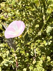 Calystegia occidentalis