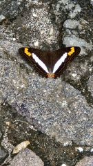 Adelpha