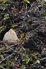 Micranthes foliolosa