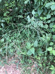 Panicum repens