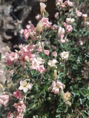 Viviania