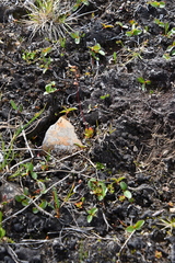 Micranthes foliolosa