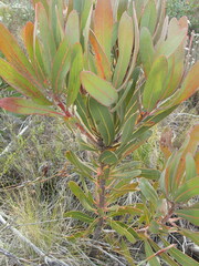 Protea lorifolia