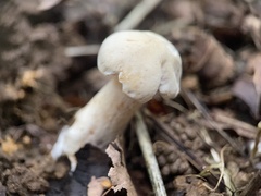 Hygrophorus eburneus