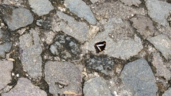 Adelpha