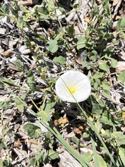 Calystegia macrostegia