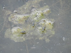 Neogerris hesione