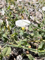 Calystegia macrostegia