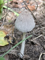 Coprinopsis lagopus