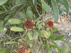 Protea lorifolia