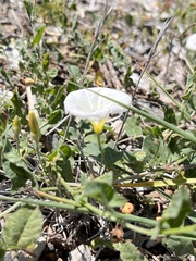 Calystegia macrostegia