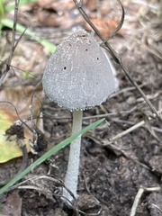 Coprinopsis lagopus