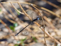 Archilestes californicus